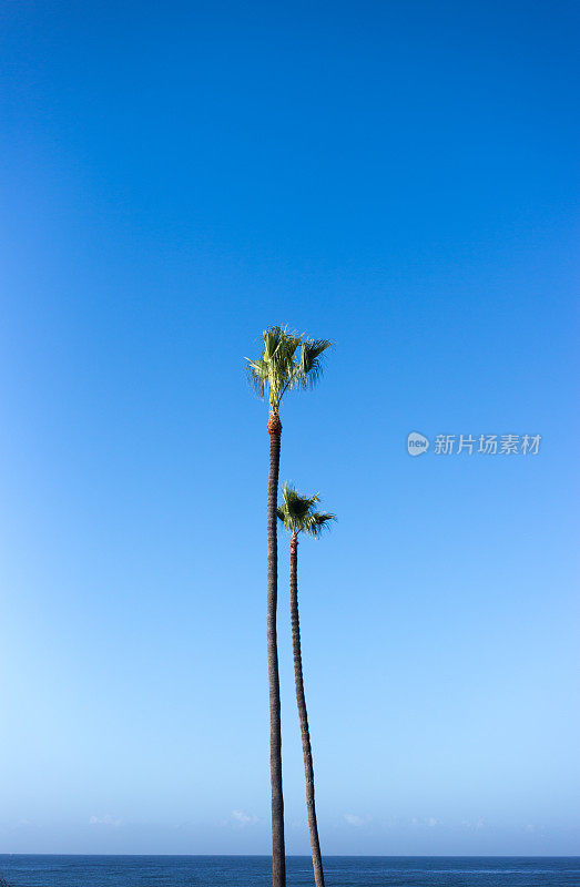 La Jolla, CA:两个高大的棕榈在风中吹，海洋